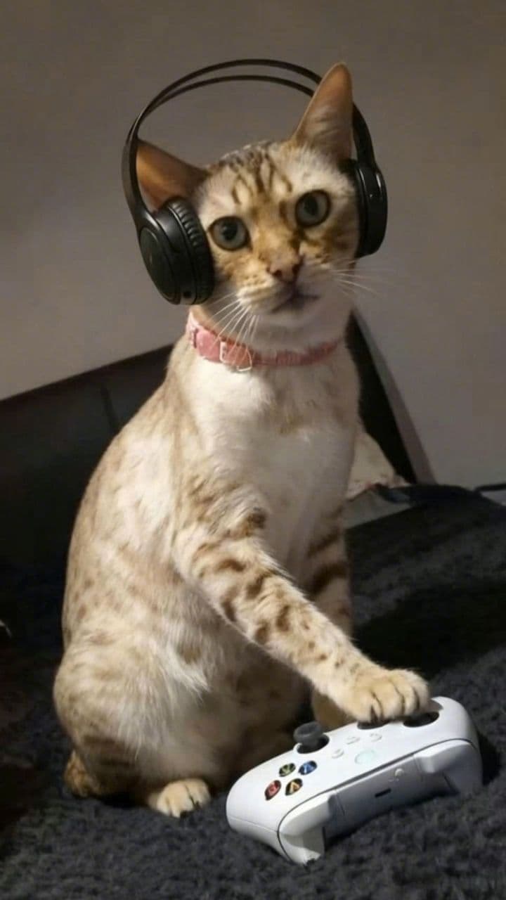 Image transform video