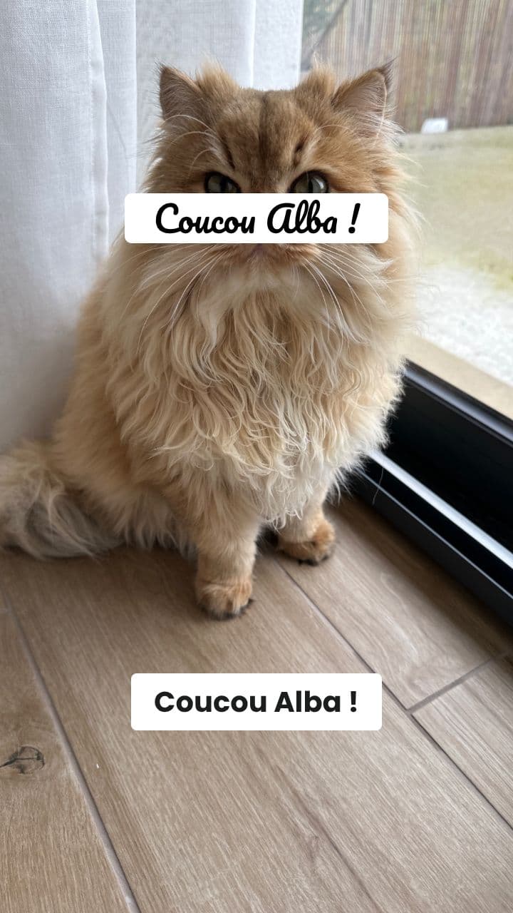 Joyeux Anniversaire Alba par Ashou