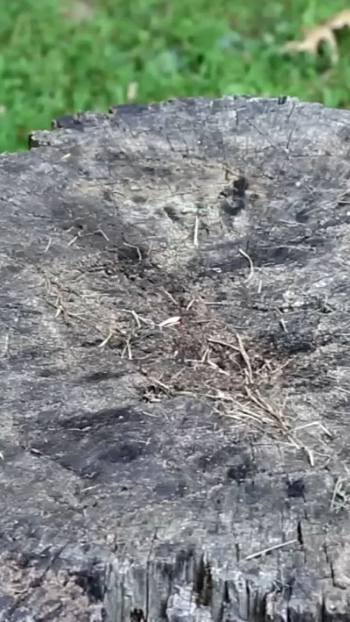 Extreme Winter Survival with a 4-Year-Old