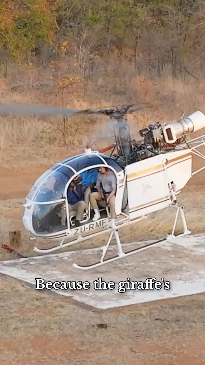 Vaccinating Giraffes From the Sky