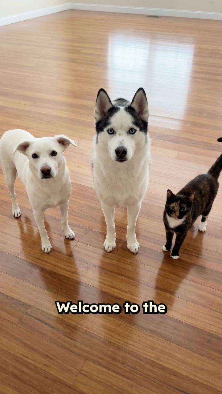 Animal Electric Slide