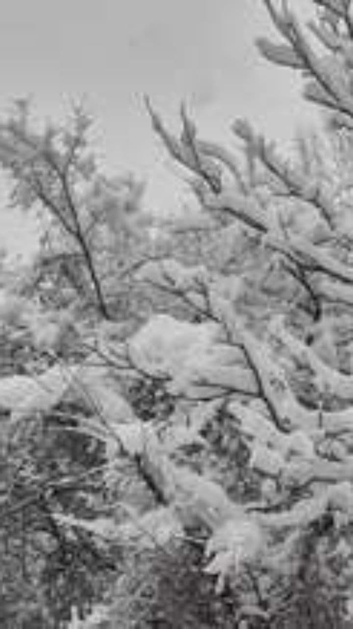 The Squirrel's Christmas Vigil