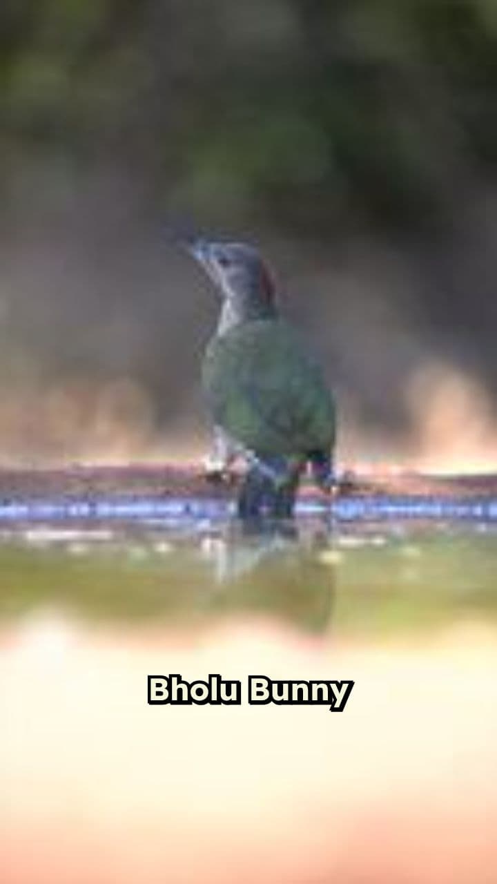 Bholu Bunny Ki Shopping Masti