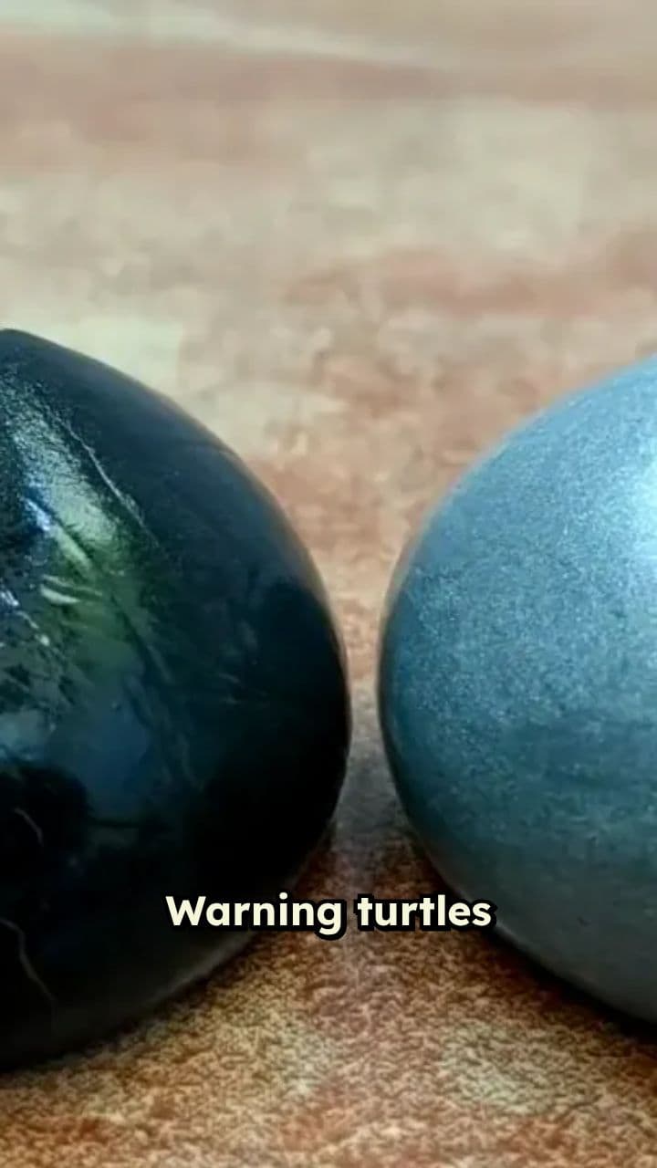 Turtles That Breathe Through Their Butts