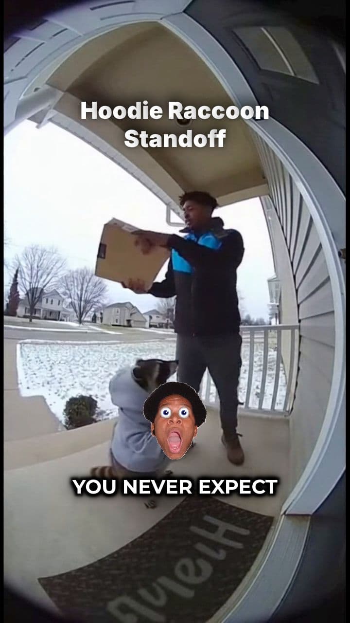 Raccoon in a Hoodie Standoff