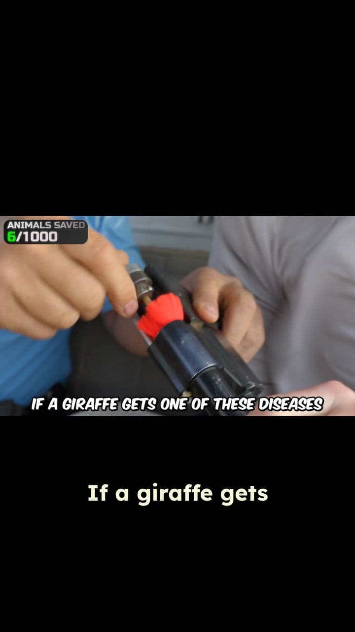 Vaccinating Giraffes From a Helicopter