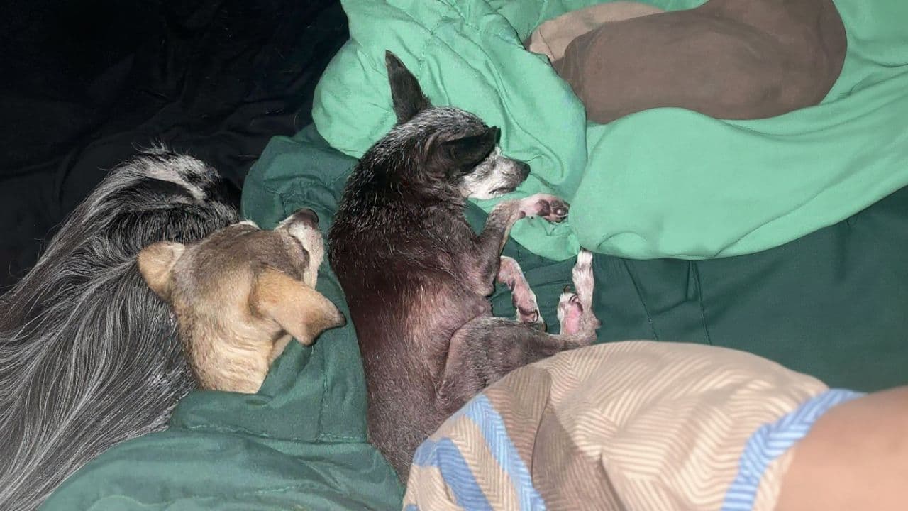 Fifi: A Love Remembered