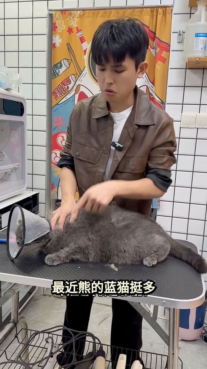 最凶蓝猫登场