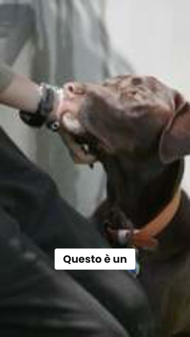 Un Levriero Italiano E Il Suo Amore Per Il Latte