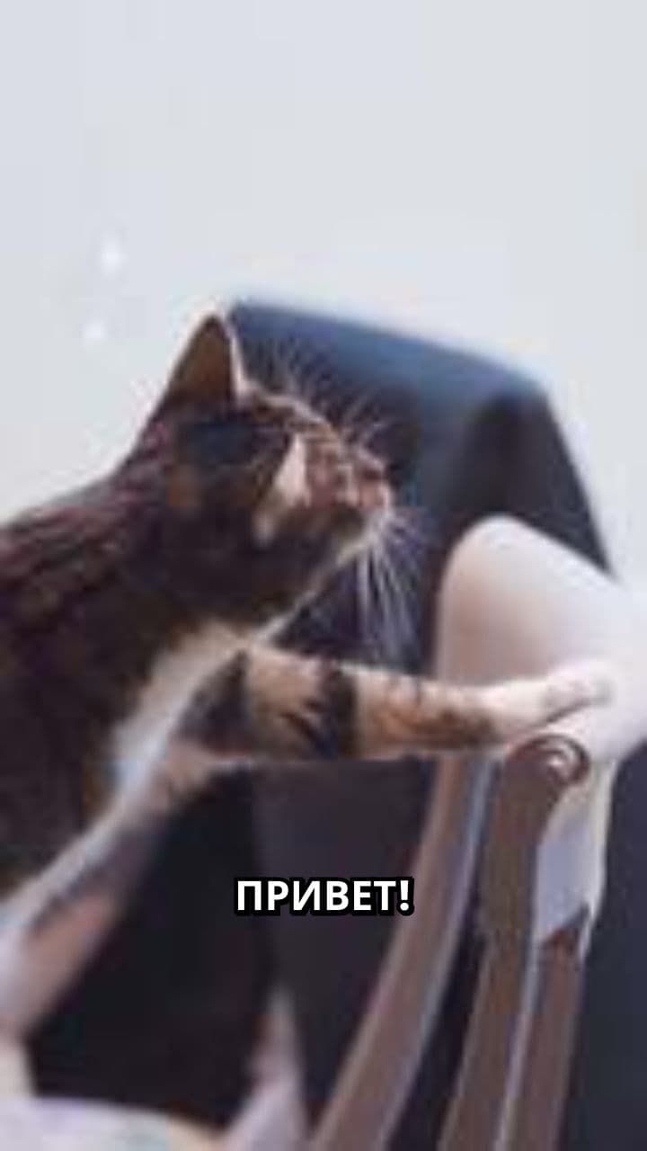 Поздравление с Днём Рождения от Пушистого Друга