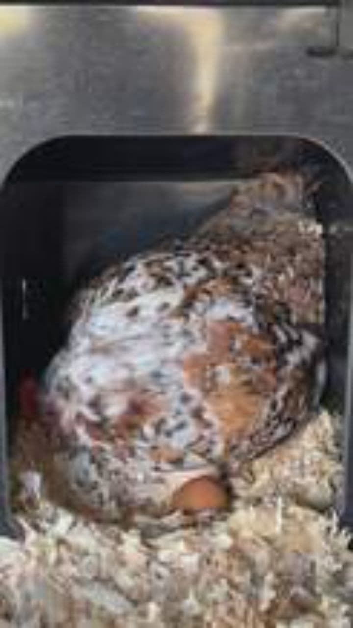 Magical Birthday Emergence