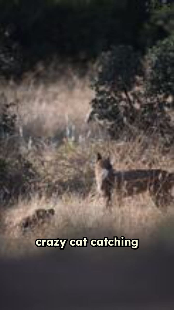 Jungle Cat's Wild Mouse Hunt