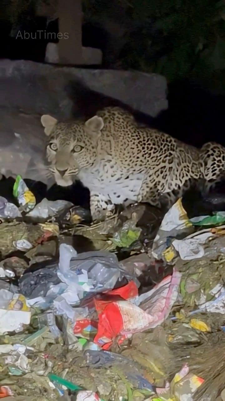 Silent Forests, Hungry Creatures