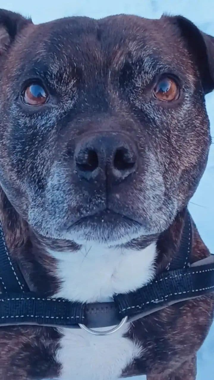 Journey Across the Rainbow Bridge