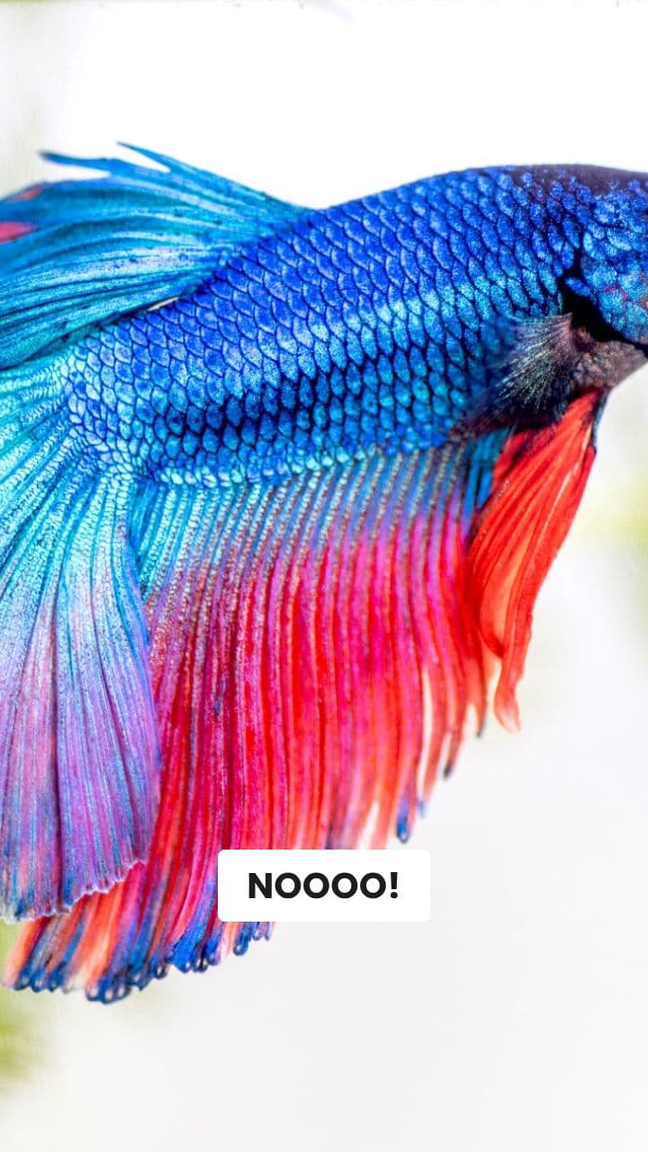 Procrastinazione CAOS! Calamaro Spaghetti Edition