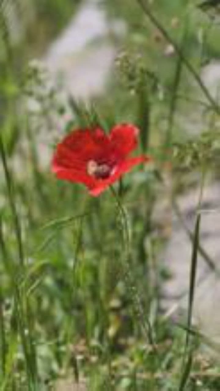 ApisIQ: Beekeeping Reimagined