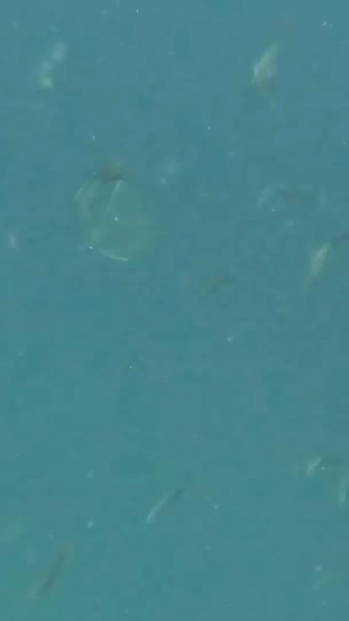 Underwater Wonders of the Galapagos