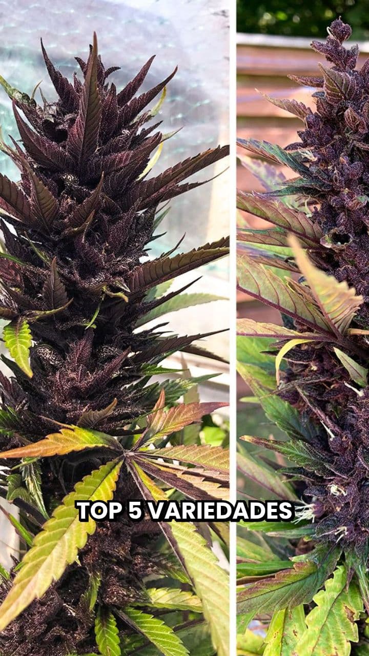 Variedades AUTO para todos los climas en España