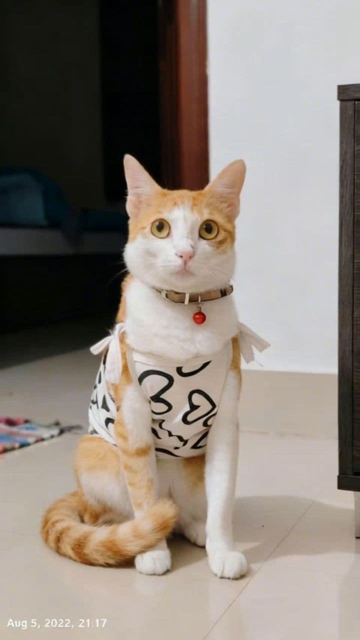 Image transform video