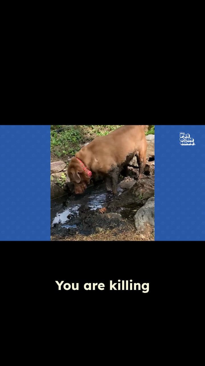 Doggie Door and Golden Retriever