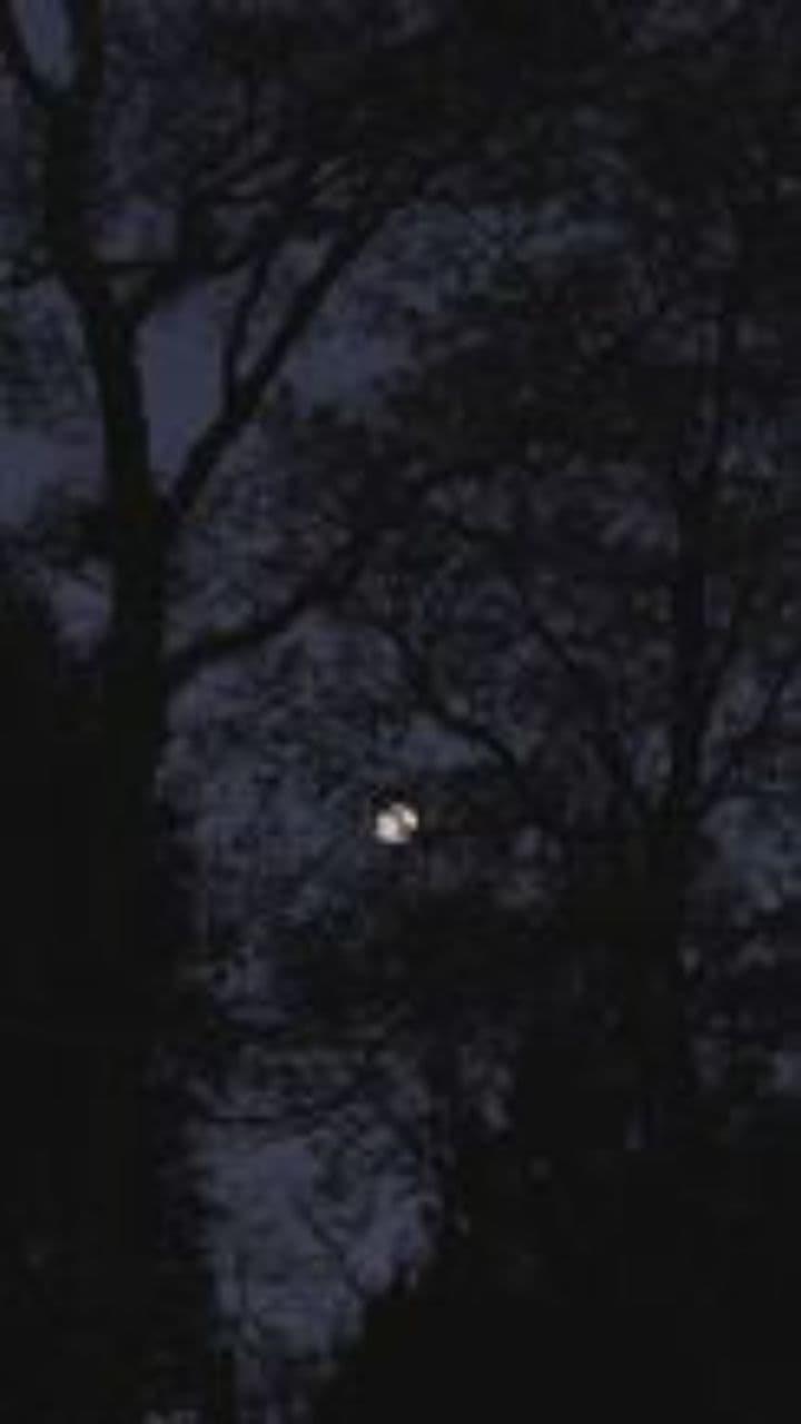 Bite Me, Midnight Desire