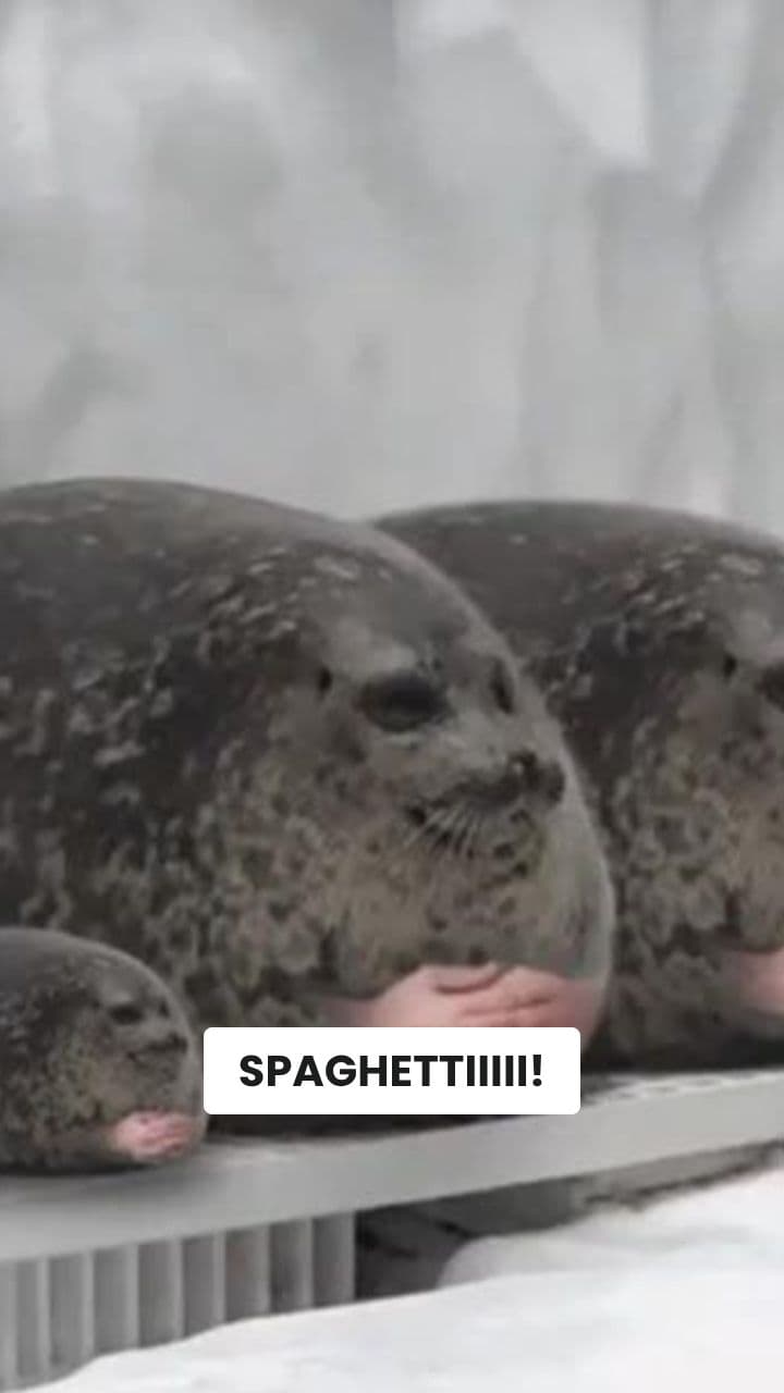 La FocaMicio Mangiona