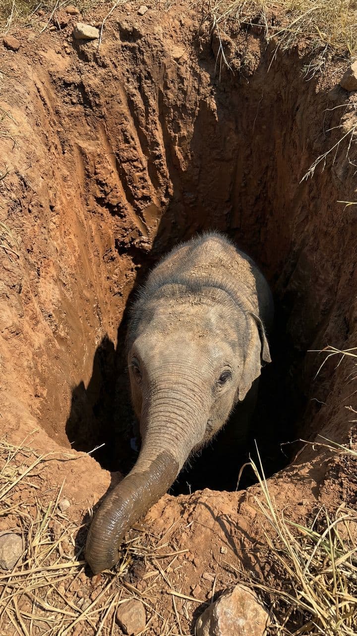 Rescatan elefante bebé de un pozo