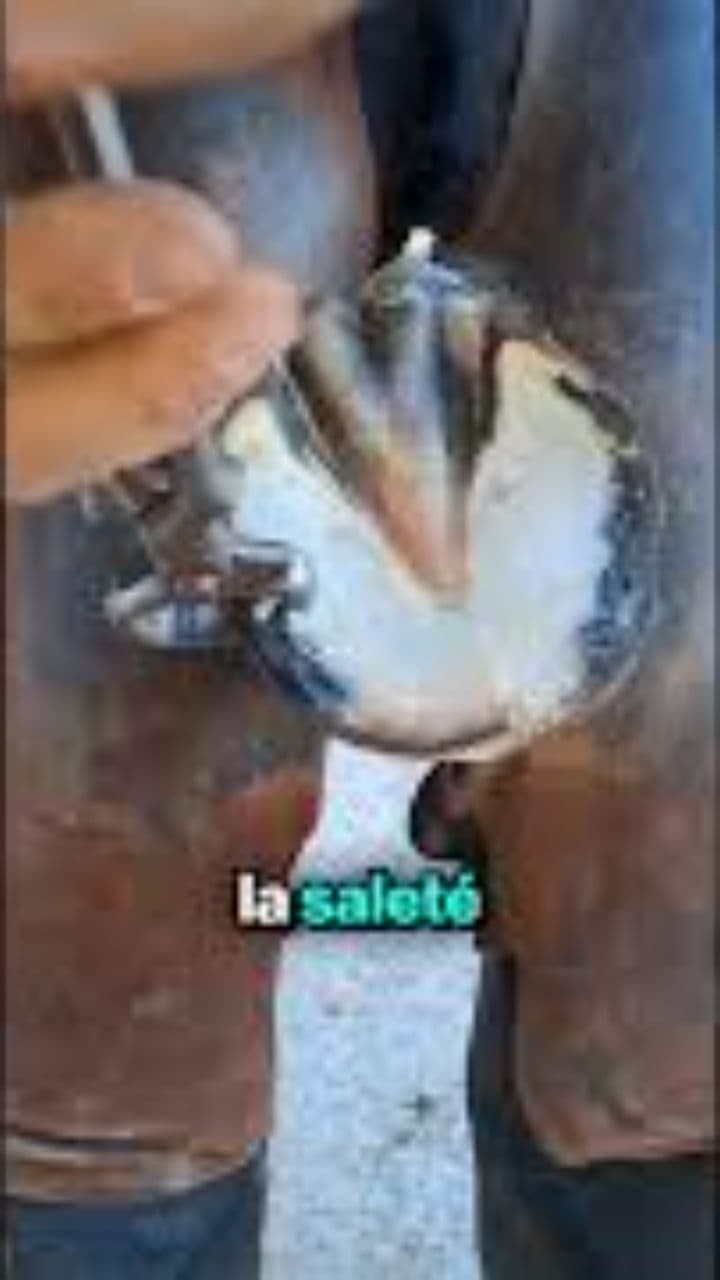 Sauver un cheval négligé