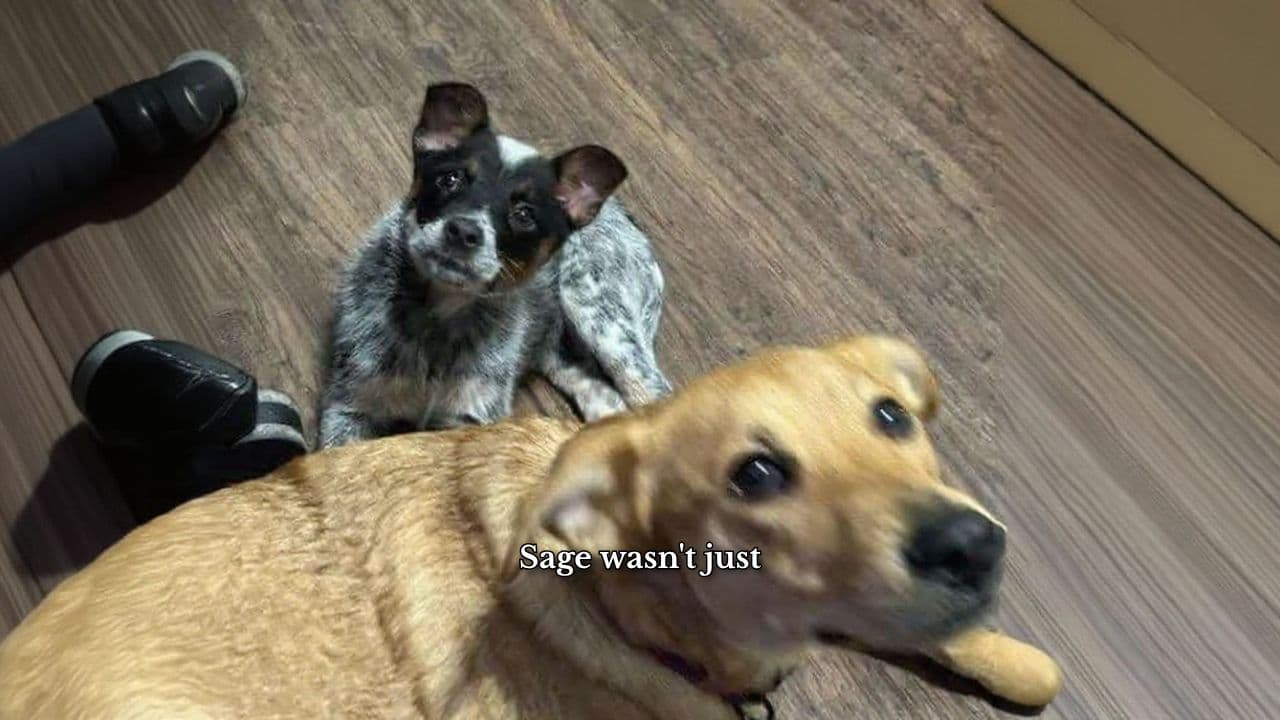 Eternal Light: Sage's Legacy