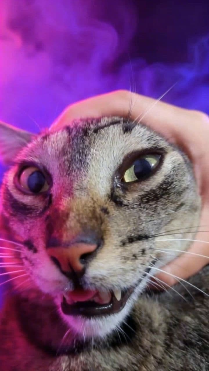 Image transform video