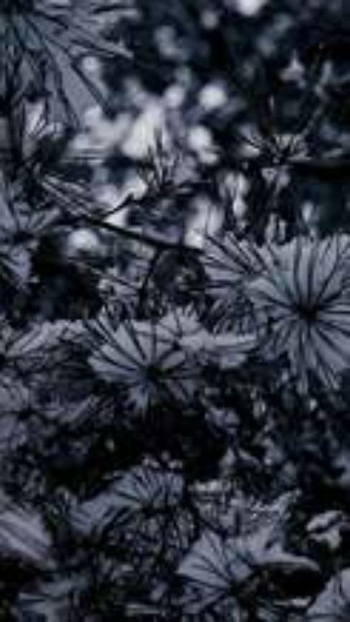 Sniega nakts un sapņi