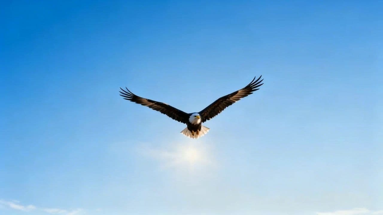 Image transform video