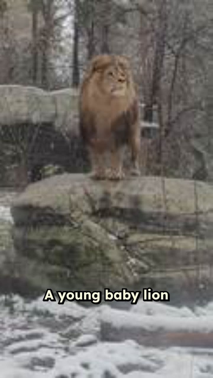 The Vegetarian Lion's Trust Journey