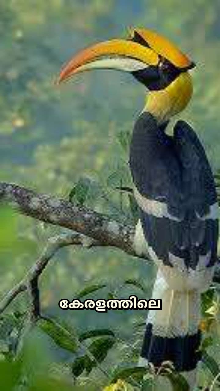 കേരളത്തിന്റെ അഭിമാനം വെഴാമ്പൽ