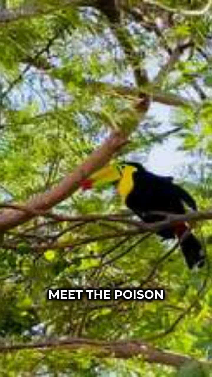 Colorful and Toxic: The Poison Dart Frog