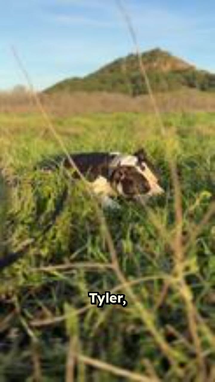 Tyler, The Creator's Bizarre Music Video 