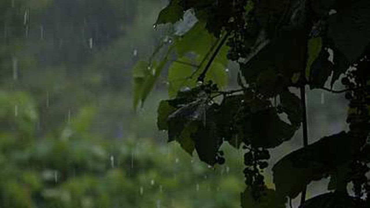 Crimson Trees, Forever Dream