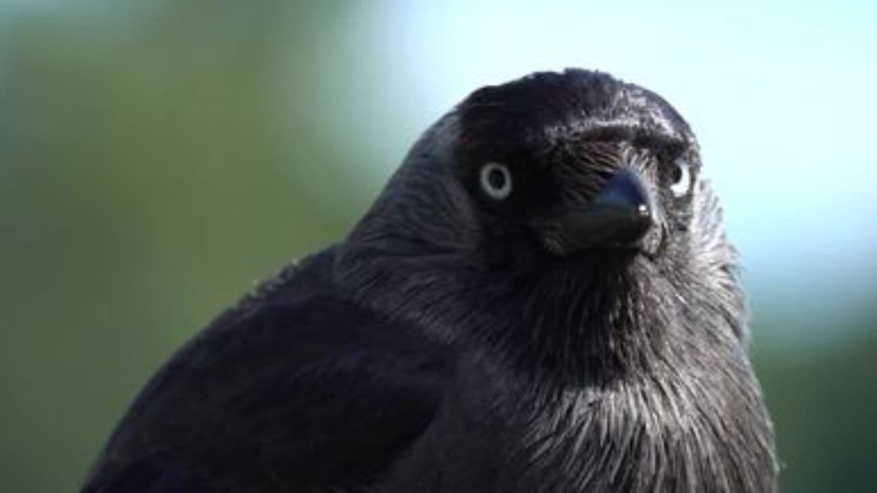 Gothic Descent - Band Teaser 2026