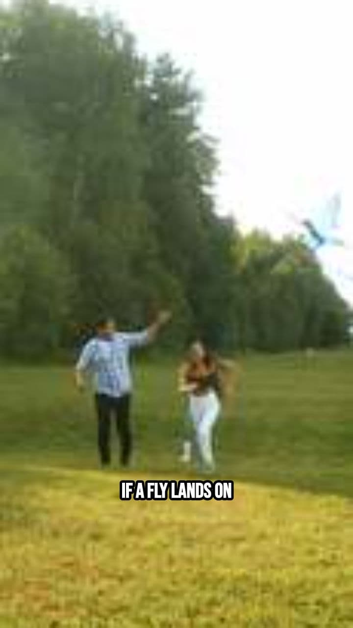 Why Flies Ruin Your Food