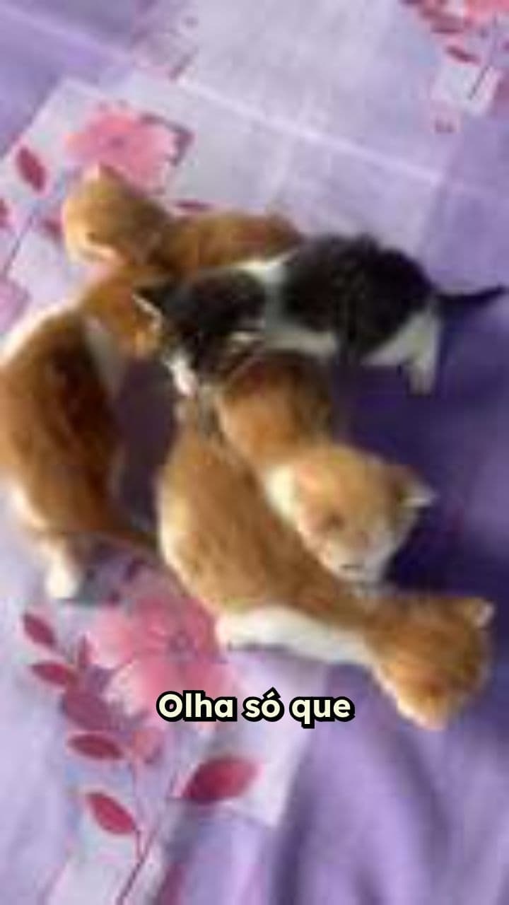 Gatinho Dançarino na Cozinha