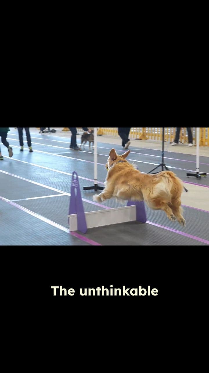 The Pinnacle of Dog Sports
