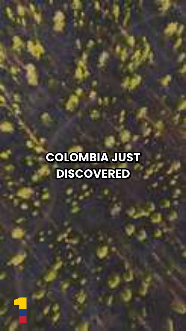 New Porcupine Species Discovered in Colombia