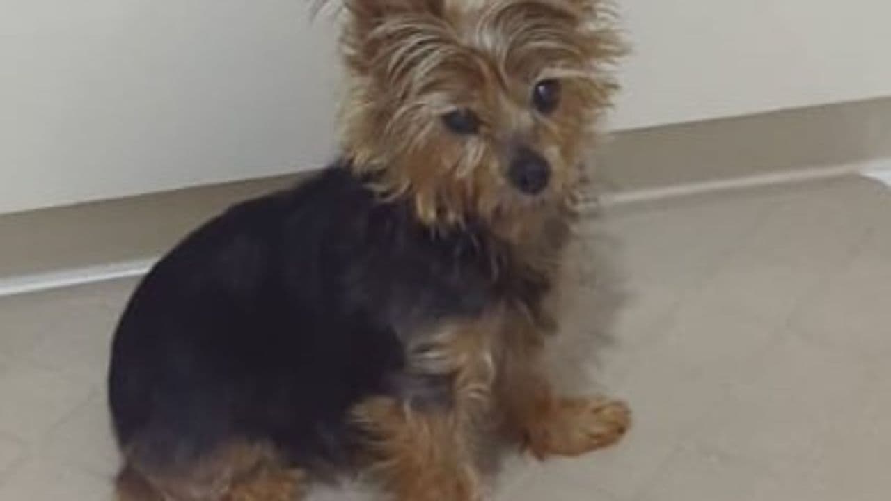 Dixi, solo cambiaste de sol