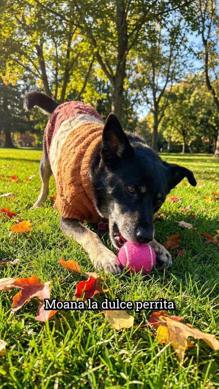 Moana juega feliz con su pelota