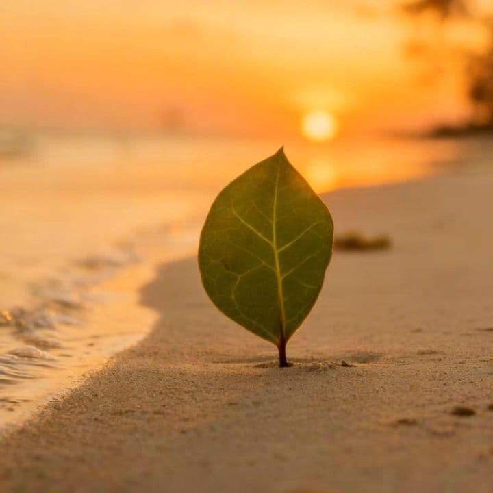 Image transform video