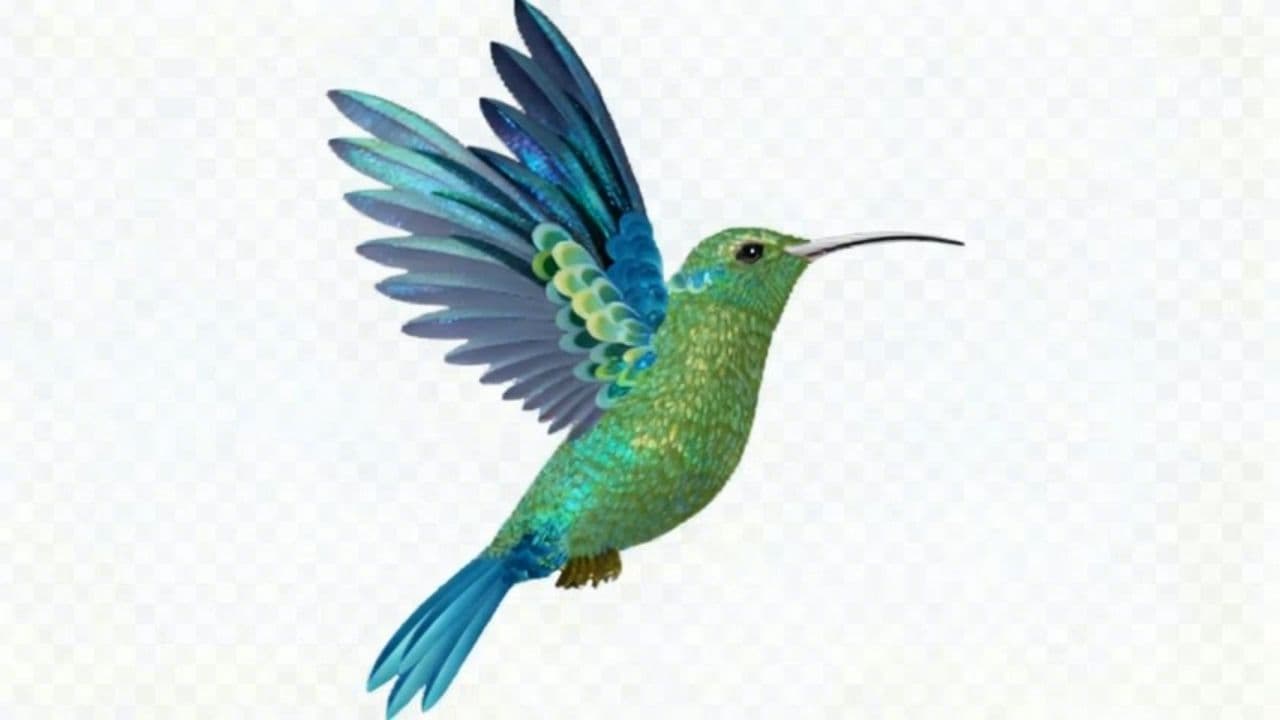 Image transform video