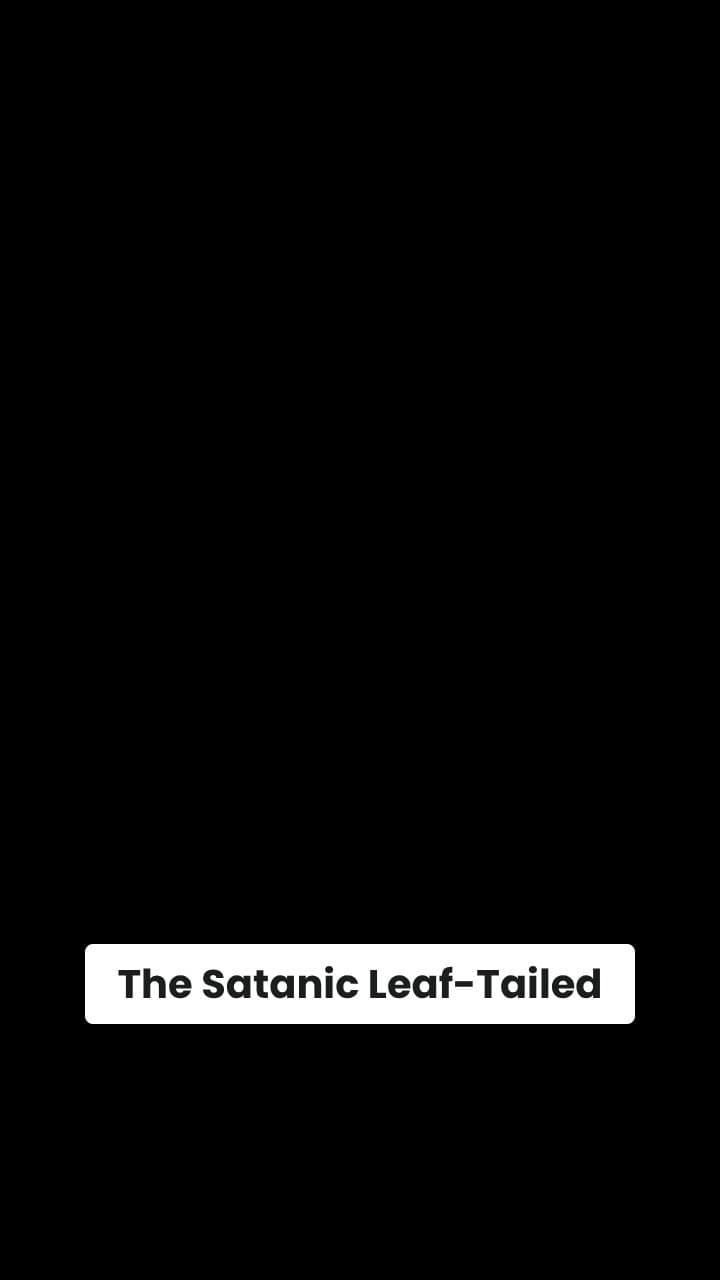 Satanic Leaf-Tailed Gecko Camouflage