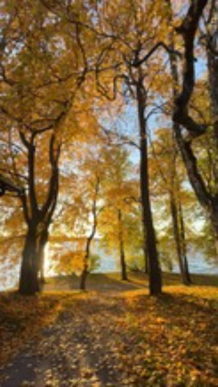 TICKLESS - Holistic Pet Protection