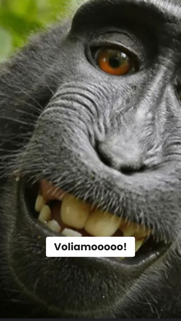 Macaquini in Jet: Mozzarella Volante!