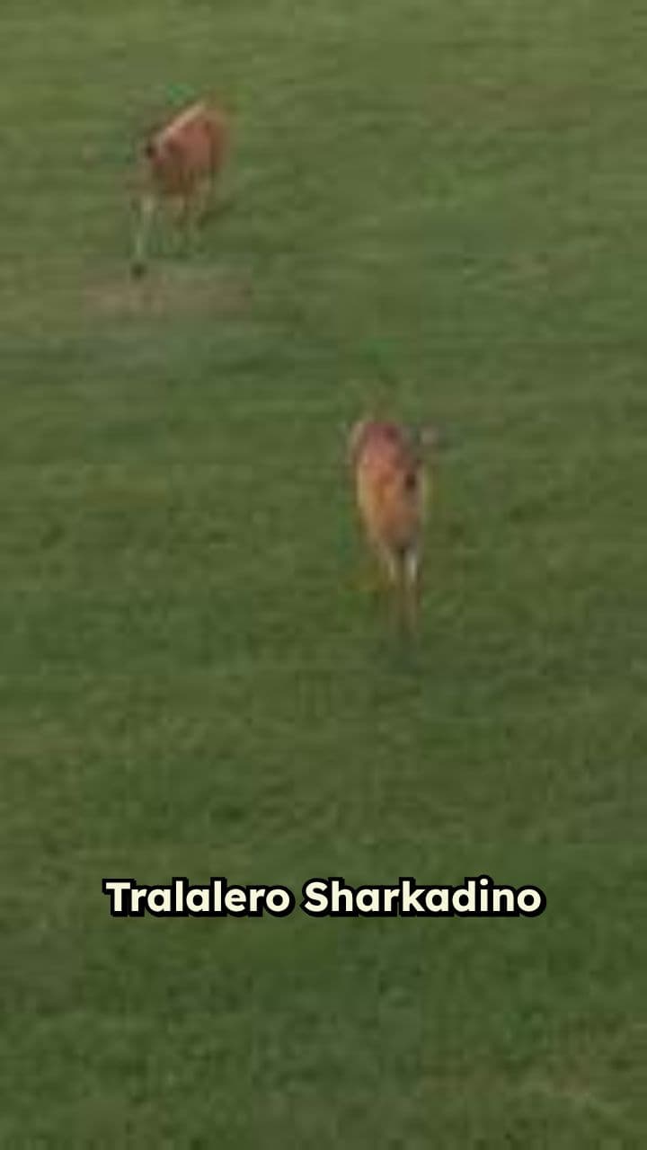 Rizzler Mode: Sharkadino vs Ohio Gorilla